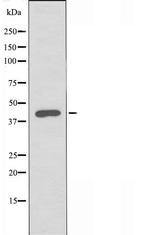 CD264 (TRAIL-R4) Antibody in Western Blot (WB)