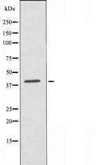 OR1D2 Antibody in Western Blot (WB)