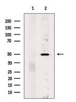 OR5K1 Antibody in Western Blot (WB)