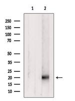 RHEB Antibody in Western Blot (WB)