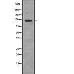 SEMA4C Antibody in Western Blot (WB)