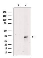 IL28B/ IFNL3 Antibody in Western Blot (WB)