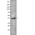 PLSCR4 Antibody in Western Blot (WB)