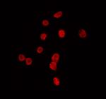 TAF1B Antibody in Immunocytochemistry (ICC/IF)
