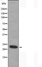 MOB3B Antibody in Western Blot (WB)