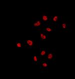 UBA2 Antibody in Immunocytochemistry (ICC/IF)