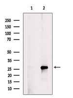 Phospho-Bim (Ser77) Antibody in Western Blot (WB)