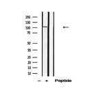 Phospho-DAB1 (Tyr220) Antibody in Western Blot (WB)