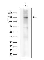 Phospho-SHIP1 (Tyr1022) Antibody in Western Blot (WB)
