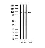 Phospho-Tau (Ser235) Antibody in Western Blot (WB)