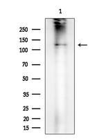 Phospho-c-Cbl (Tyr674) Antibody in Western Blot (WB)