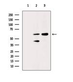 Phospho-OXSR1 (Ser339) Antibody in Western Blot (WB)