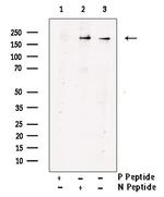 Phospho-VEGF Receptor 1 (Tyr1048) Antibody in Western Blot (WB)