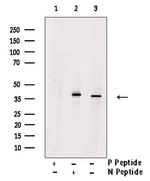 Phospho-NCF4 (Tyr243) Antibody in Western Blot (WB)