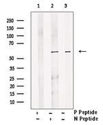 Phospho-PRAK (Ser354) Antibody in Western Blot (WB)
