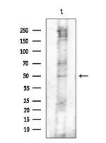 Phospho-Trf2 (Thr188) Antibody in Western Blot (WB)