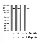 Phospho-Raptor (Ser863) Antibody in Western Blot (WB)