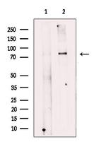 SPG20 Antibody in Western Blot (WB)