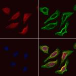 DNAJB14 Antibody in Immunocytochemistry (ICC/IF)