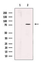 WRAP53 Antibody in Western Blot (WB)