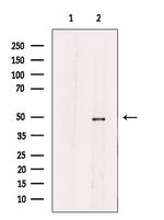 SLC30A4 Antibody in Western Blot (WB)