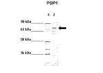 PSIP1 Antibody in Western Blot (WB)