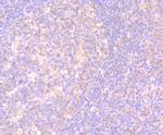 IL-17A Antibody in Immunohistochemistry (Paraffin) (IHC (P))