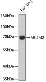 ABLIM2 Antibody in Western Blot (WB)