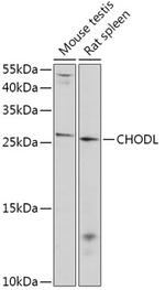 Chondrolectin Antibody in Western Blot (WB)