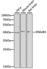 DNAJB4 Antibody in Western Blot (WB)