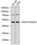 EGLN1/EGLN2 Antibody in Western Blot (WB)