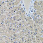 eIF2 gamma Antibody in Immunohistochemistry (Paraffin) (IHC (P))