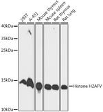 H2AFV Antibody in Western Blot (WB)