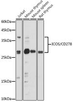 CD278 (ICOS) Antibody in Western Blot (WB)