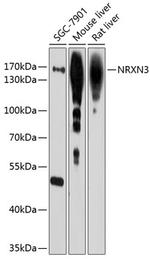 NRXN3 Antibody in Western Blot (WB)
