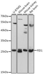 PID1 Antibody in Western Blot (WB)
