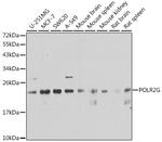 POLR2G Antibody in Western Blot (WB)