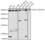 Spectrin alpha-1 Antibody in Western Blot (WB)