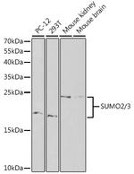 SUMO2 Antibody in Western Blot (WB)