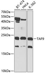 TAF9 Antibody in Western Blot (WB)