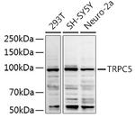 TRPC5 Antibody in Western Blot (WB)