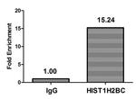 Butyryl-Histone H2B (Lys5) Antibody in ChIP Assay (ChIP)