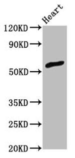 ZNF703 Antibody in Western Blot (WB)