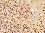 FRMD5 Antibody in Immunohistochemistry (Paraffin) (IHC (P))