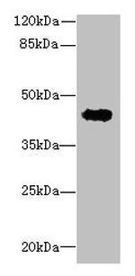 RPUSD4 Antibody in Western Blot (WB)