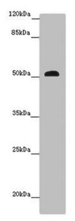 RISC Antibody in Western Blot (WB)