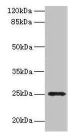 FGFBP2 Antibody in Western Blot (WB)