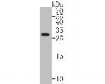 TMEM163 Antibody in Western Blot (WB)