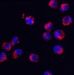 SRSF3 Antibody in Immunocytochemistry (ICC/IF)