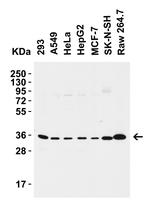 SIGLEC15 Antibody in Western Blot (WB)